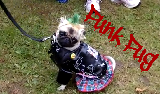 Funny Pug Videos – Part 2 – Punk & Death Metal Pugs