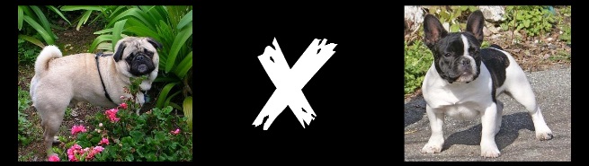 Frenchie pug main picture