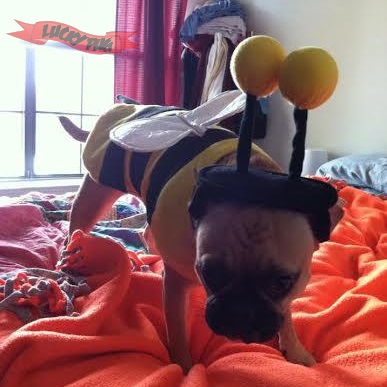 Lola the Frenchie Pug Frug 03