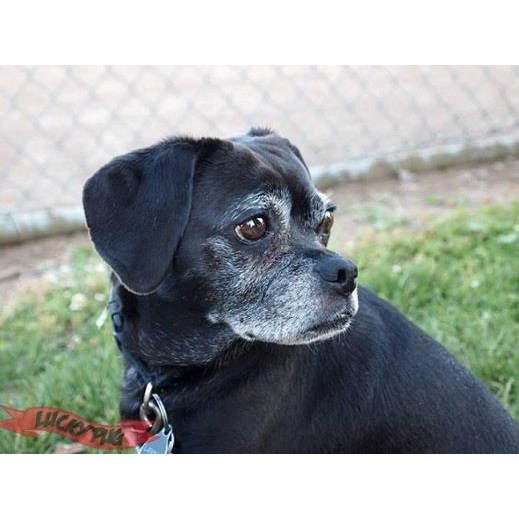 Puggle - Pug Cross Beagle Hybrid Dog Breed Information, Reviews & Pictures