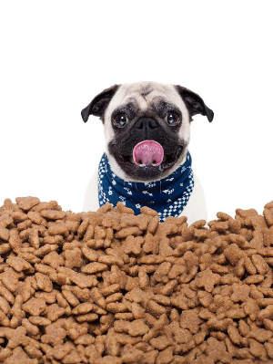 Pug Surrounded by Kibble Dog Food