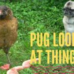 Pugs Looking at Things (Pictures)