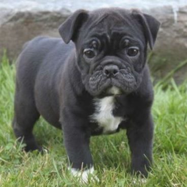 Black pug cross english bulldog - Miniature Bulldog