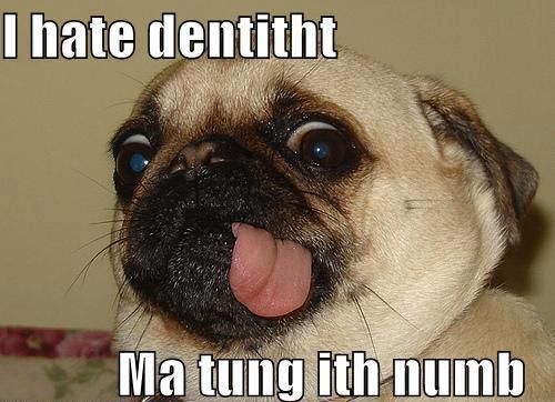 pug-meme-dentist