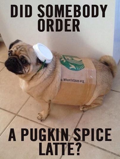 pug-meme-did-somebody-order-pugkin-spice-latte