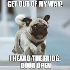 pug-meme-heard-the-fridge-door-open