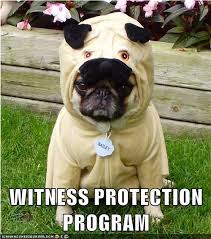 pug-meme-witness-protection-program