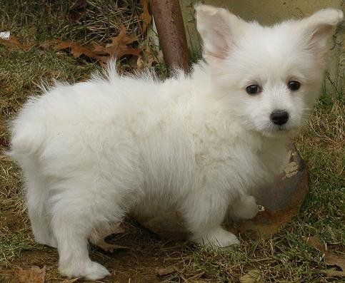 white corgipoo poodle cross corgi