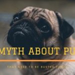 7 Myths About Pugs That Need to Be Busted Today