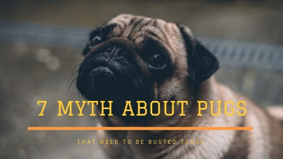 7 Myths About Pugs That Need to Be Busted Today