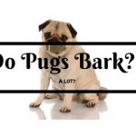 Do Pugs Bark?