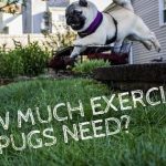 How Much Exercise Do Pugs Need_
