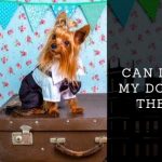 Can I Bring My Dog Into the UK_