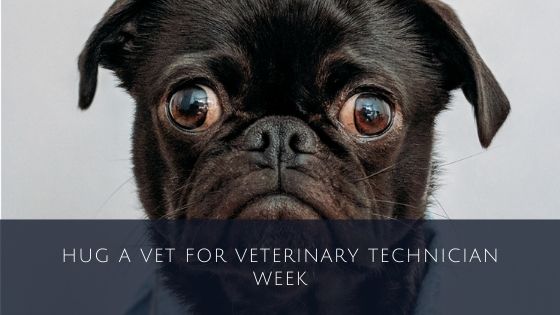Hug a Vet for Veterinary Technician Week