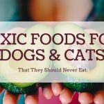 Toxic foods for Dogs and Cats