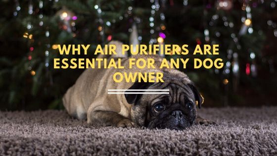 Why Air Purifiers are Essential for Any Dog Owner