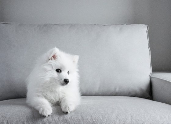white dog on sofa