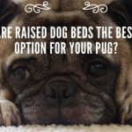 Are Raised Dog Beds the Best Option for Your Pug_