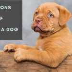 7 Questions to Ask Yourself Before Getting a Dog