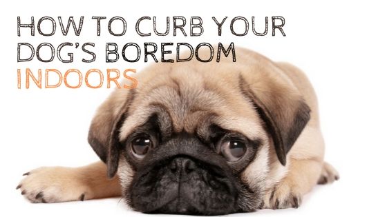 How to Curb Your Dog’s Boredom Indoors