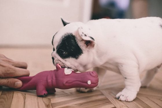boston terrier dog playing fetch indoors