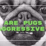 Are Pugs Aggressive
