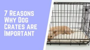 7 Reasons Why Dog Crates are Important | Lucky Pug