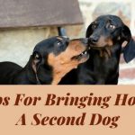 Tips For Bringing Home A Second Dog