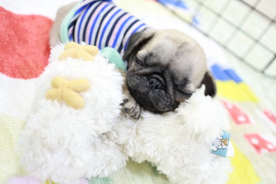 pug puppy with toys