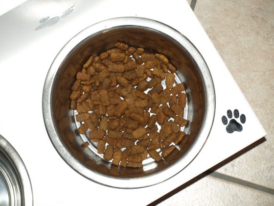 bowl dog biscuit
