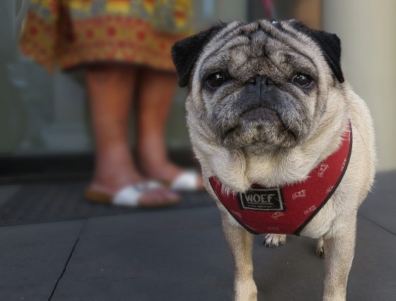 pug with red harness
