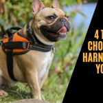 4 Tips For Choosing A Harness For Your Dog