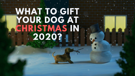 What To Gift Your Dog at Christmas in 2020?