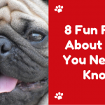 8 Fun Facts About Pugs You Need to Know