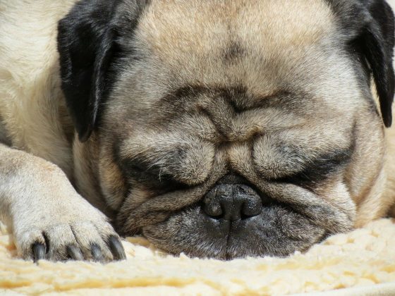 pug sleeping
