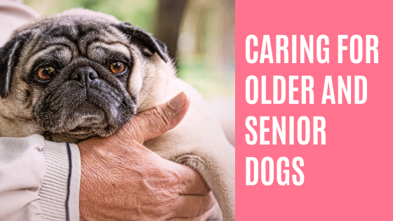 Caring for Older and Senior Dogs