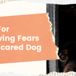 Tips For Relieving Fears In A Scared Dog