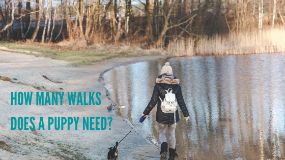 How Many Walks Does a Puppy Need?