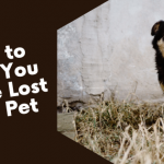 What to Do if You Have Lost Your Pet