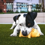 Everything You Need to Know About Biodegradable Dog Toys