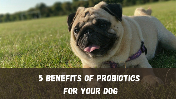 5 Benefits of Probiotics for Your Dog