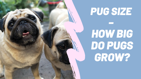 Pug Size – How big do Pugs grow?