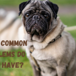 What Common Problems Do Pugs Have