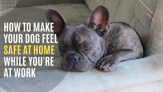 How To Make Your Dog Feel Safe At Home While You’re At Work