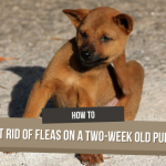 How to Get Rid of Fleas on a Two-Week Old Puppy