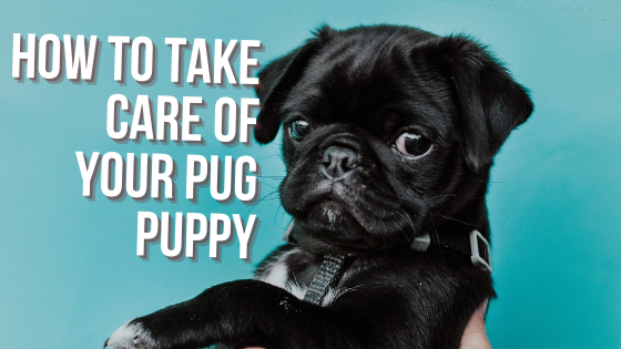 How to Take Care of Your Pug Puppy