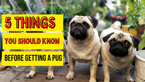 Looking For a Pug? 5 Things You Should Know Before Getting a Pug