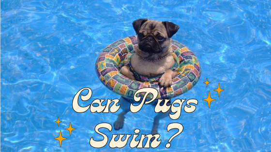 Can Pugs Swim? (& Do Pugs Like Water?)