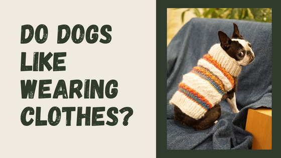 Do Dogs Like Wearing Clothes?
