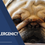 Are Pugs Hypoallergenic